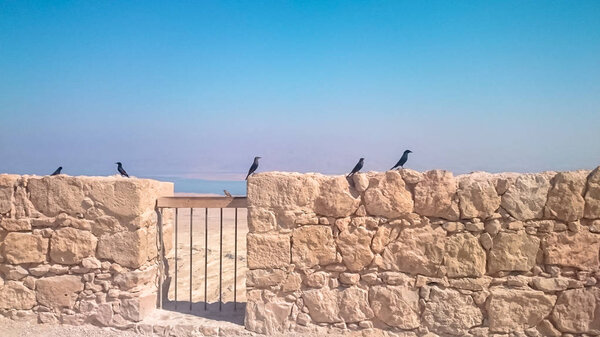 Jackdaws on the background of the panorama of Masada fortress in Israel.