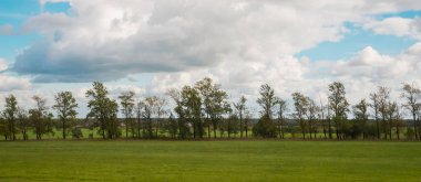 Ufukta bir alandaki ağaçlar bir çizgi.