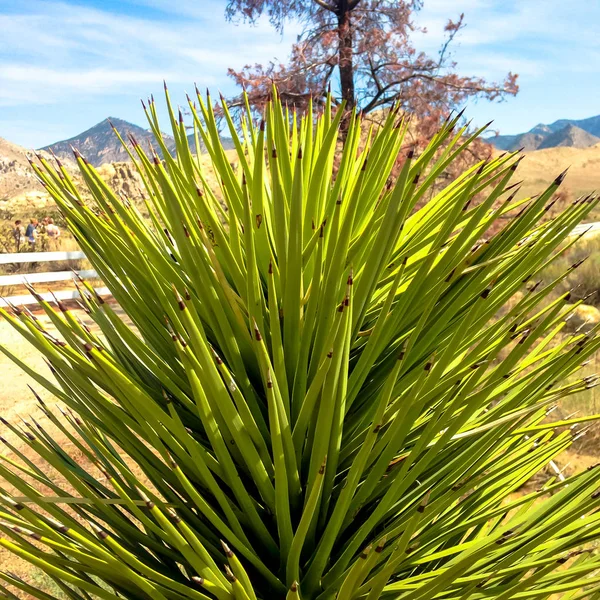 Dlaň Yucca v Yosemitském národním parku v Usa. — Stock fotografie