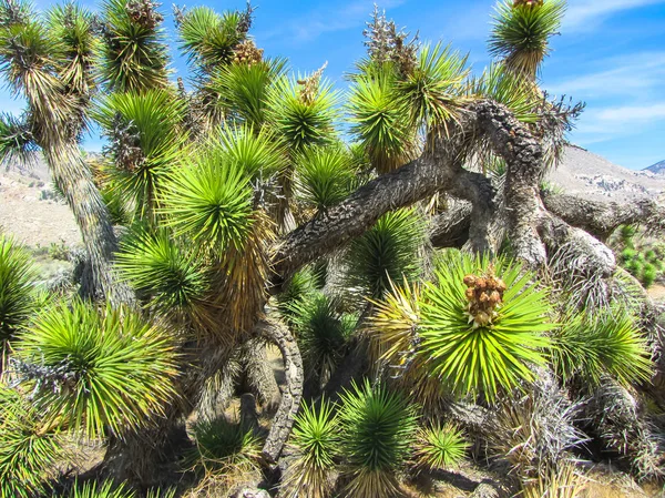 Joshua tree national park, mojave poušti, Kalifornie — Stock fotografie