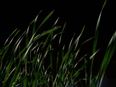 Yeşil uzun siyah arka plan üzerine bırakır. Karanlık su yapraklarda Reed.