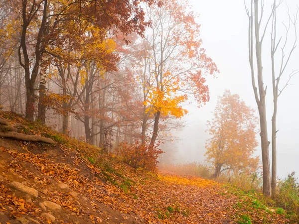 Herbstliche Nebellandschaft im Park. Nebelwald. — Stockfoto