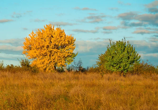Two colored trees in the field in autumn. — Stock Photo, Image