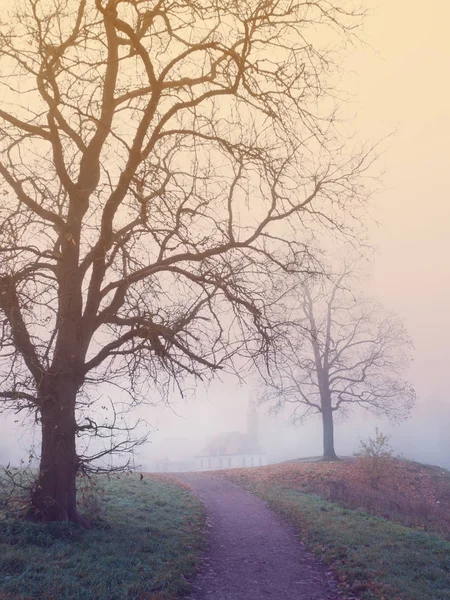 Mystieke landschap met boom-, weg- en mist. — Stockfoto