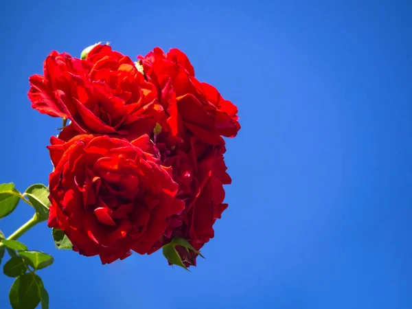 Red rose branch on blue sky background. — Stock Photo, Image