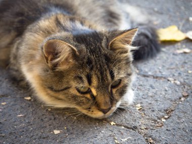 Terk edilmiş ev gri kedi kaldırımda yalan üzücü.