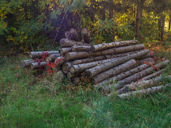 Kmeny borovic leží na mýtině. Sklizeň dřeva, kácení stromů. — Stock fotografie