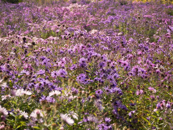 Fundo floral rosa. Campo com crisântemos de outono . — Fotografia de Stock