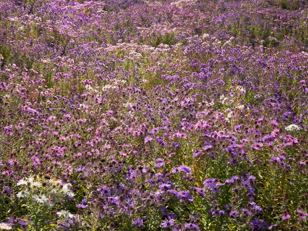 Sfondo floreale rosa. Campo con crisantemi autunnali . — Foto Stock