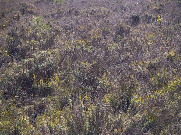 Verschoten Lavendel veld in de herfst. Natuurlijke achtergrond. — Stockfoto