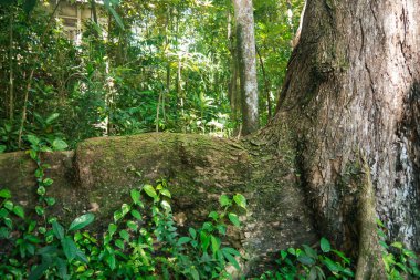 Asya'nın yeşil ormanlarda büyük ağaç kökleri.
