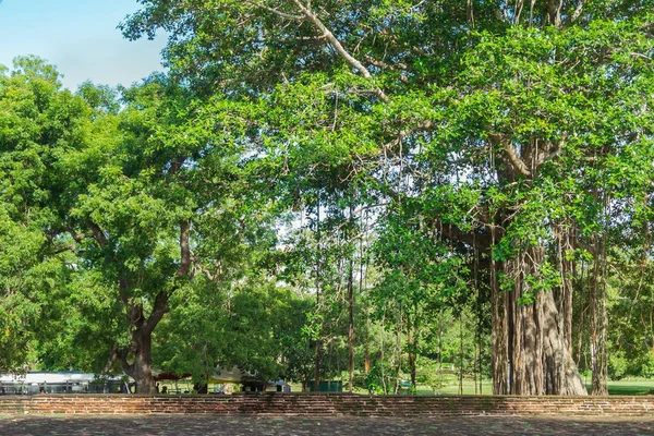 Un gran árbol Bodhi que se extiende en la plaza de Sri Lanka . — Foto de Stock