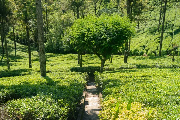 Plantation de thé au Sri Lanka. Thé cultivé à l'échelle industrielle . — Photo