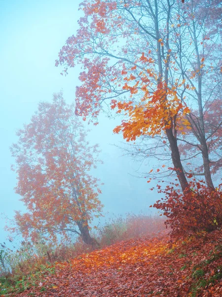Мистический пейзаж с голубым туманом в осеннем лесу . — стоковое фото