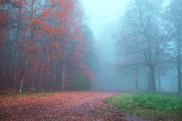 Μυστικιστική φθινοπωρινό τοπίο με ομίχλη στο πάρκο. — Φωτογραφία Αρχείου