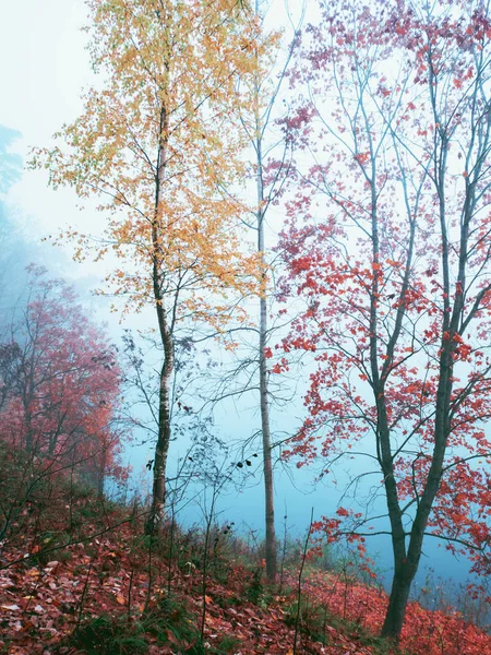 Paesaggio mistico autunnale con nebbia nel Parco . — Foto Stock