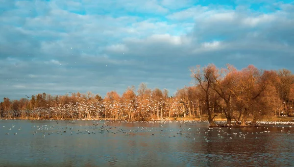 Schöne Herbstlandschaft mit See und Vögeln. — Stockfoto