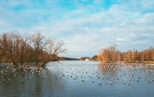 鳥と湖の美しい秋の風景. — ストック写真