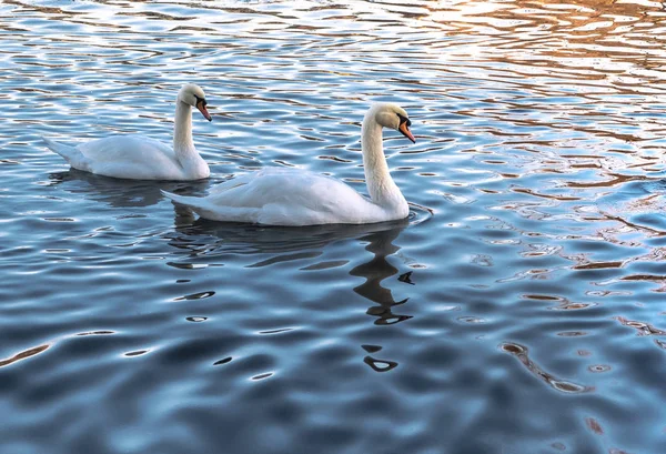 Deux cygnes blancs dans l'eau bleue au coucher du soleil . — Photo