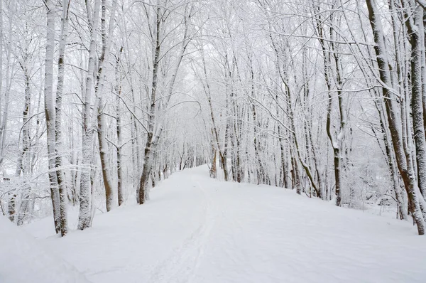 Snow-covered trees in the forest. Snow drifts — Stock Photo, Image