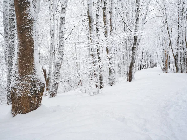 Copaci acoperiti de zapada in padure. Zăpadă în derivă . — Fotografie, imagine de stoc