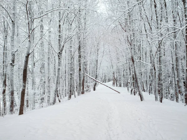 Snow drifts in the winter Park. Snow-covered trees — Stock Photo, Image