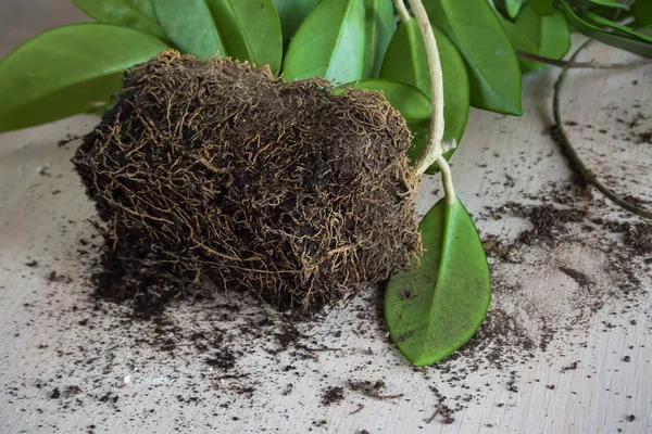 Trasplante de plantas de interior. Raíces de vides . — Foto de Stock