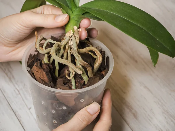 Raíces de orquídeas en la superficie del suelo . — Foto de Stock