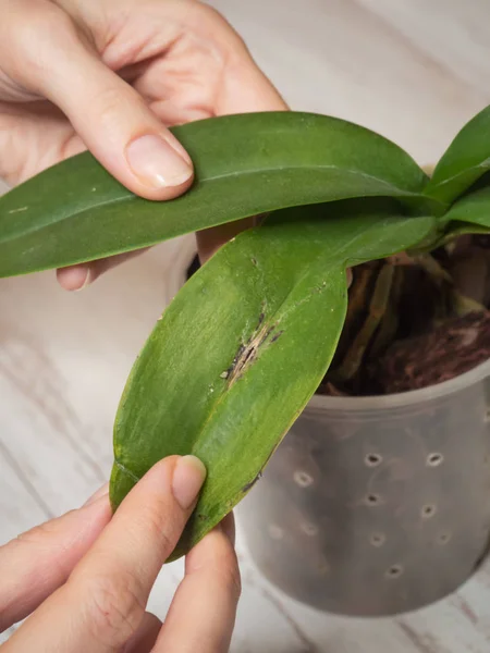 Disease on the leaf of an orchid. — Stock Photo, Image