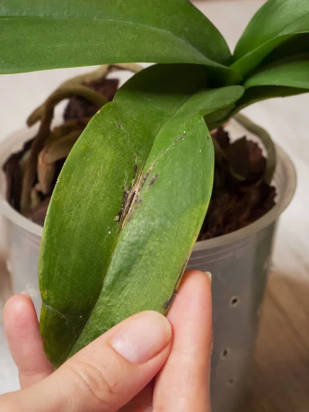 Enfermedad en la hoja de una orquídea . — Foto de Stock