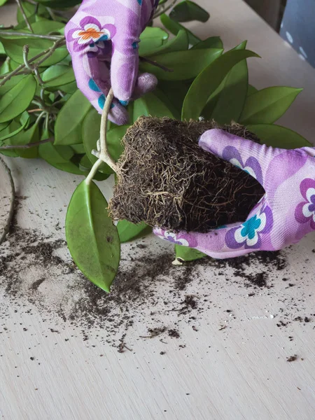 Las raíces de las viñas de hoya saludables. De cerca. . — Foto de Stock