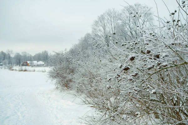 Winter frostigen Hintergrund mit Unschärfe. Winternatur. — Stockfoto