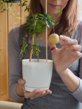 Kışın ev bitkileri bakımı. 