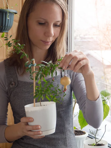 El cuidado de las plantas de interior en invierno . — Foto de Stock