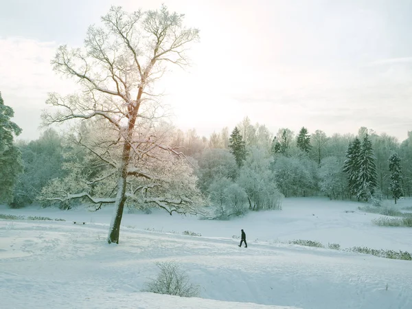 Sétáló férfi a parkban. Téli táj, egy ember — Stock Fotó