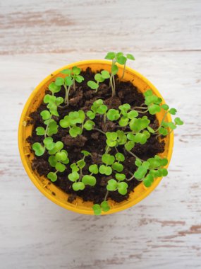 Taze lahanası sarı bir tencereye bitki. Filiz tohum
