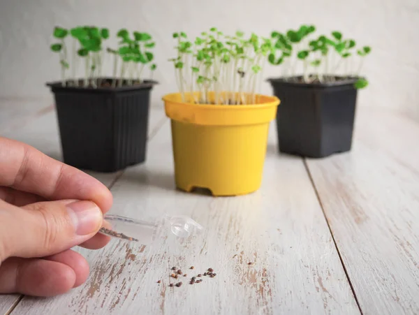 The seeds in my hand. Planting seeds in the spring — Stock Photo, Image