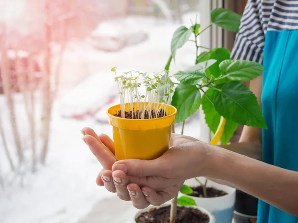 Los brotes en la mano en la ventana . — Foto de Stock