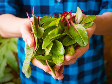 Organik sebze. Sağlıklı gıda. Pazı marul çiftçilerin elinde.