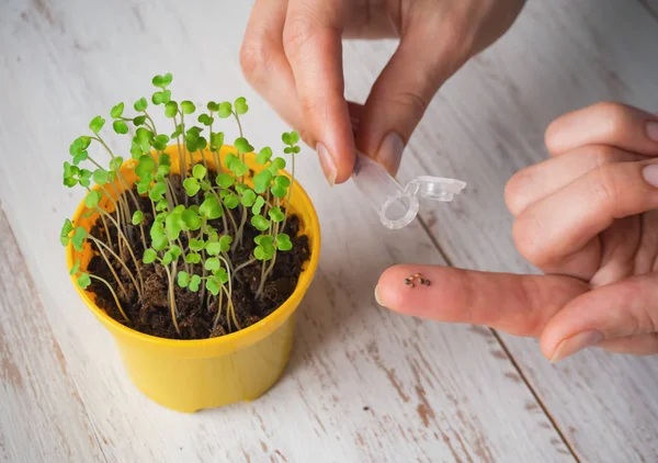 Seeds in a hand. Planting seeds in the spring. — Stock Photo, Image