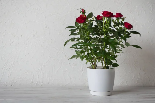 Rudá růže v květináči na dřevěný stůl s kopií prostor — Stock fotografie