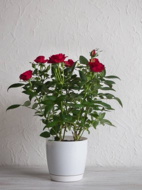 Ahşap bir masa üzerinde bir tencerede kırmızı gül.