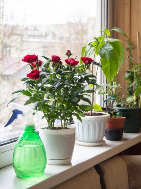 Tencere çiçek penceresindeki sprey.