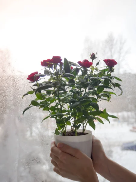 Floreciente rosa en las manos de una ventana lluviosa . — Foto de Stock