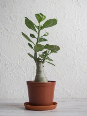 Masanın üzerinde bir tencerede Adenium bitki. 