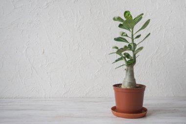Masanın üzerinde bir tencerede Adenium bitki. 