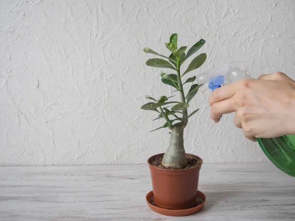 Spraying houseplants with a spray bottle. — Stock Photo, Image