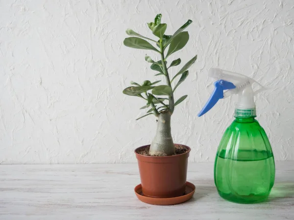 Sprayer and potted plant on the table. — Stock Photo, Image