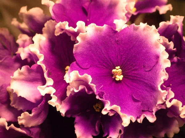 Primo piano viola porpora. Violette da riproduzione . — Foto Stock