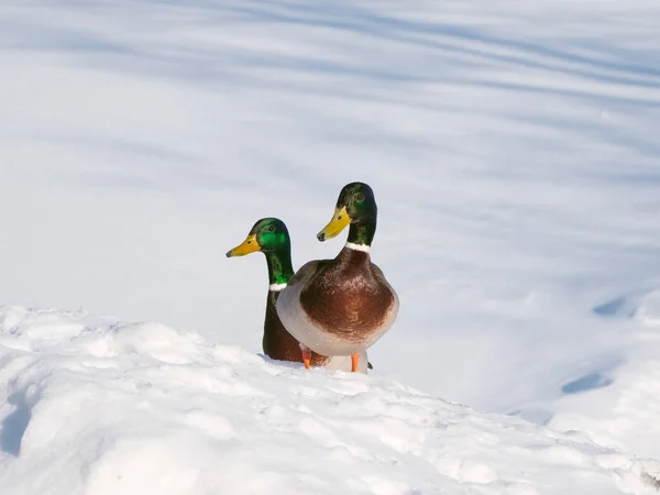 Dos drakes en la nieve en un día soleado . —  Fotos de Stock